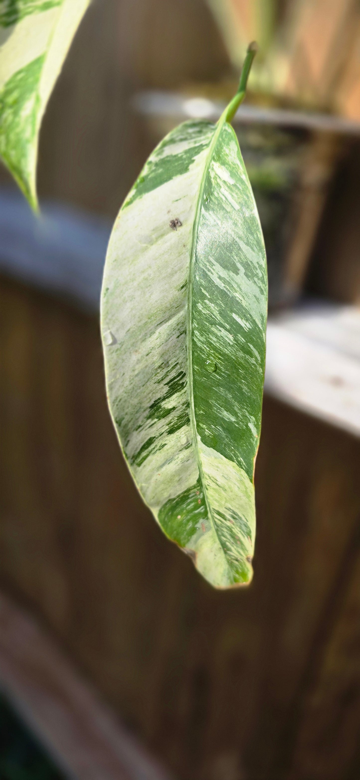 Albo / Tri-color Epipremnum Giganteum