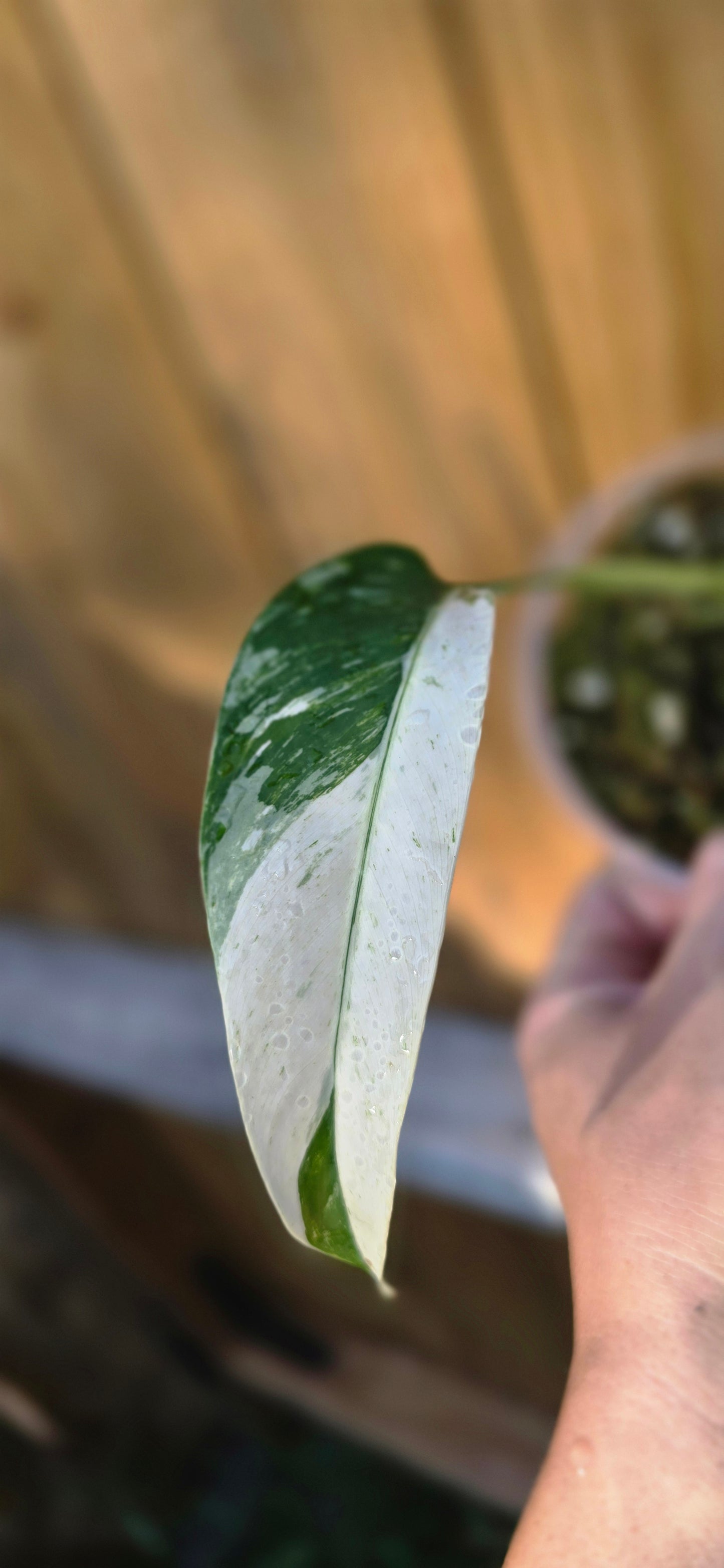 Albo / Tri-color Epipremnum Giganteum