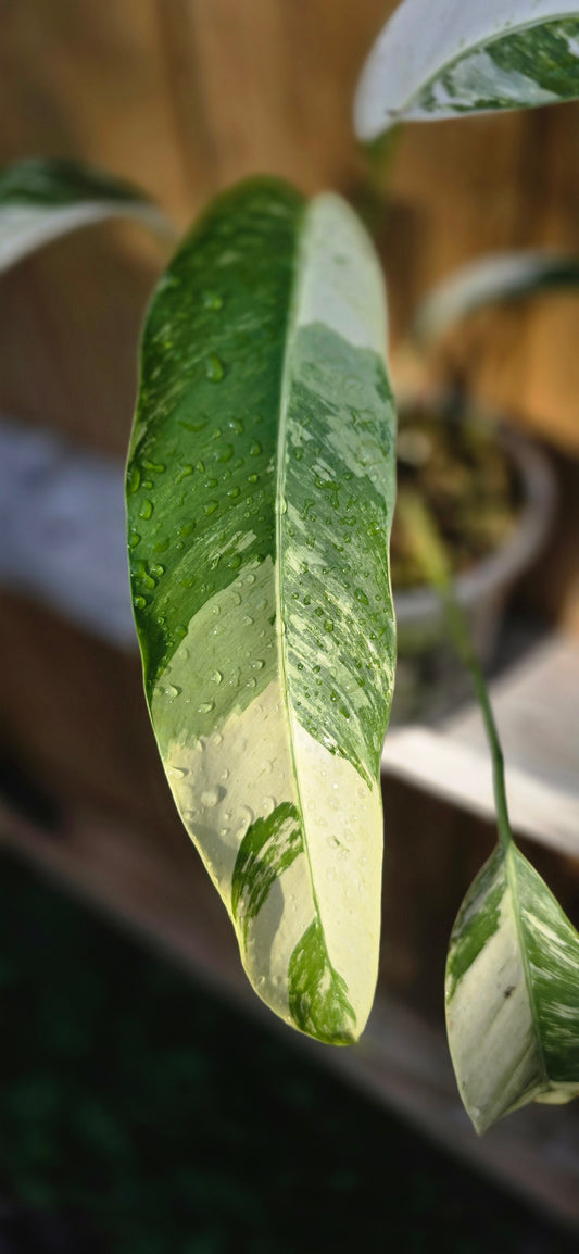 Albo / Tri-color Epipremnum Giganteum