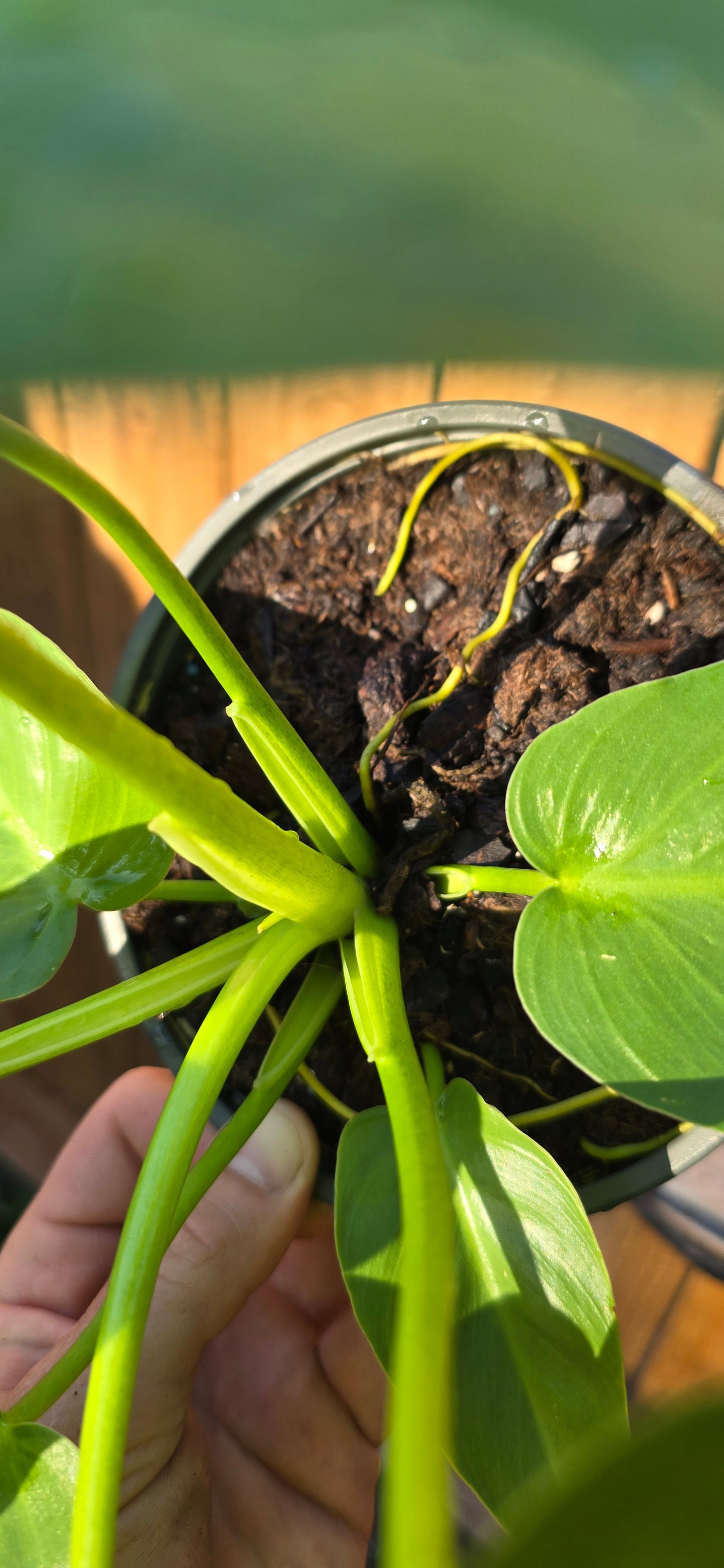 Mystery Philodendron (Giganteum, williamsii? Idk lol)