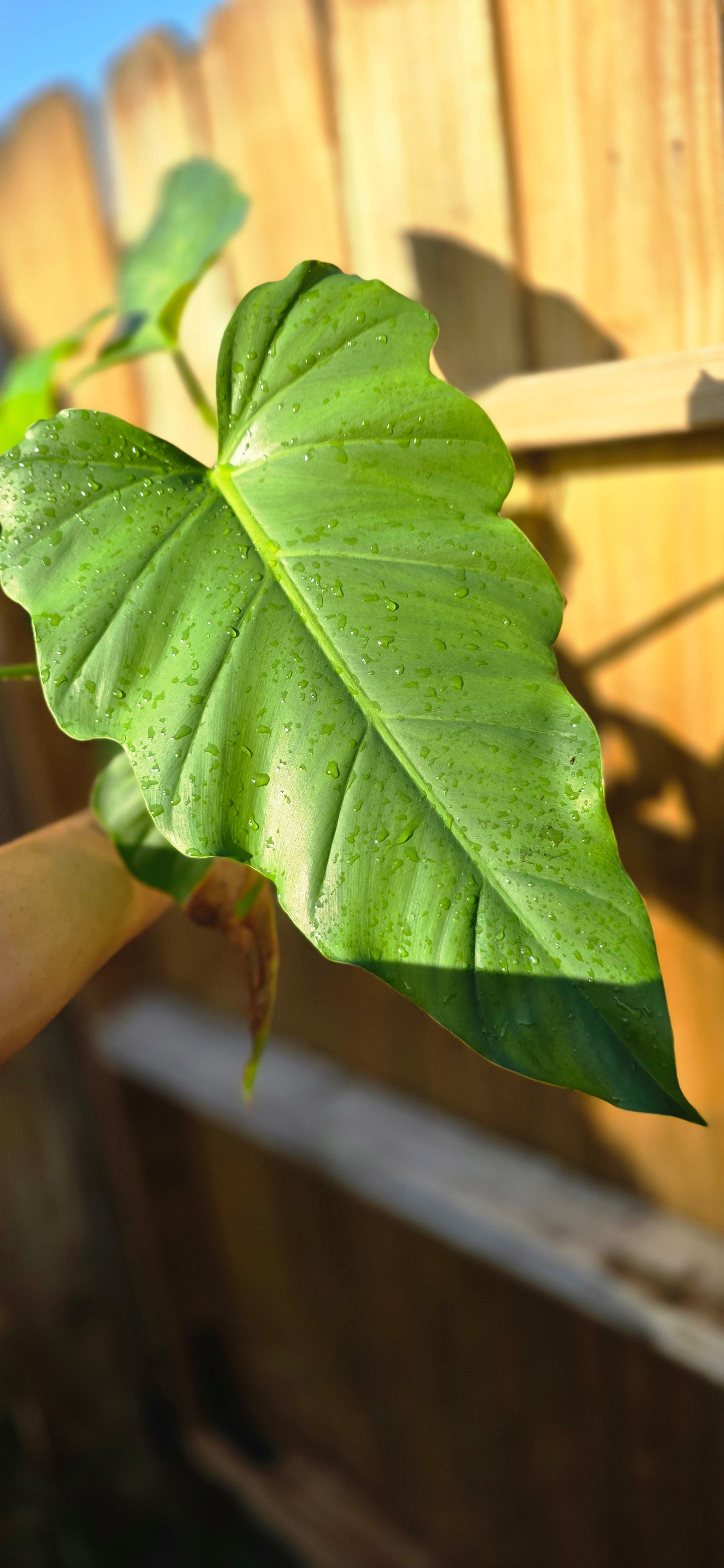 Mystery Philodendron (Giganteum, williamsii? Idk lol)