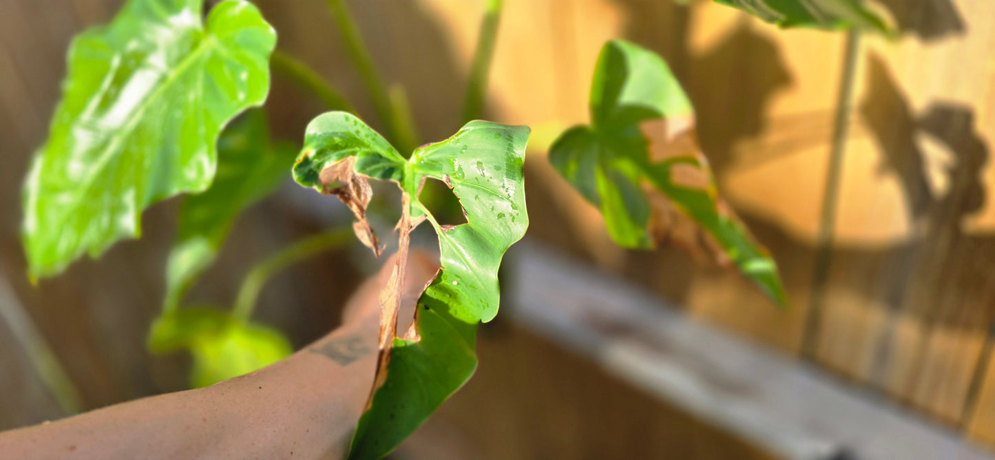 Mystery Philodendron (Giganteum, williamsii? Idk lol)