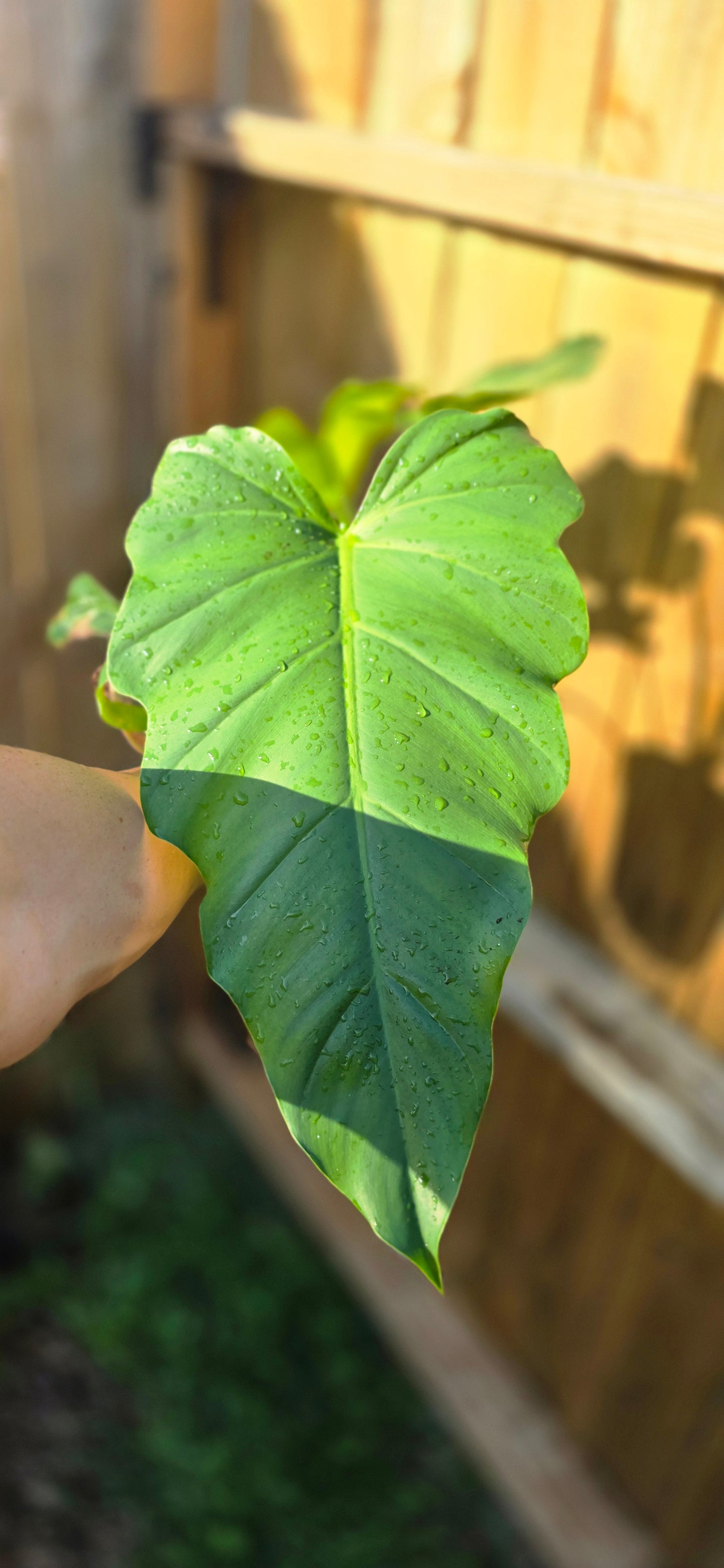 Mystery Philodendron (Giganteum, williamsii? Idk lol)