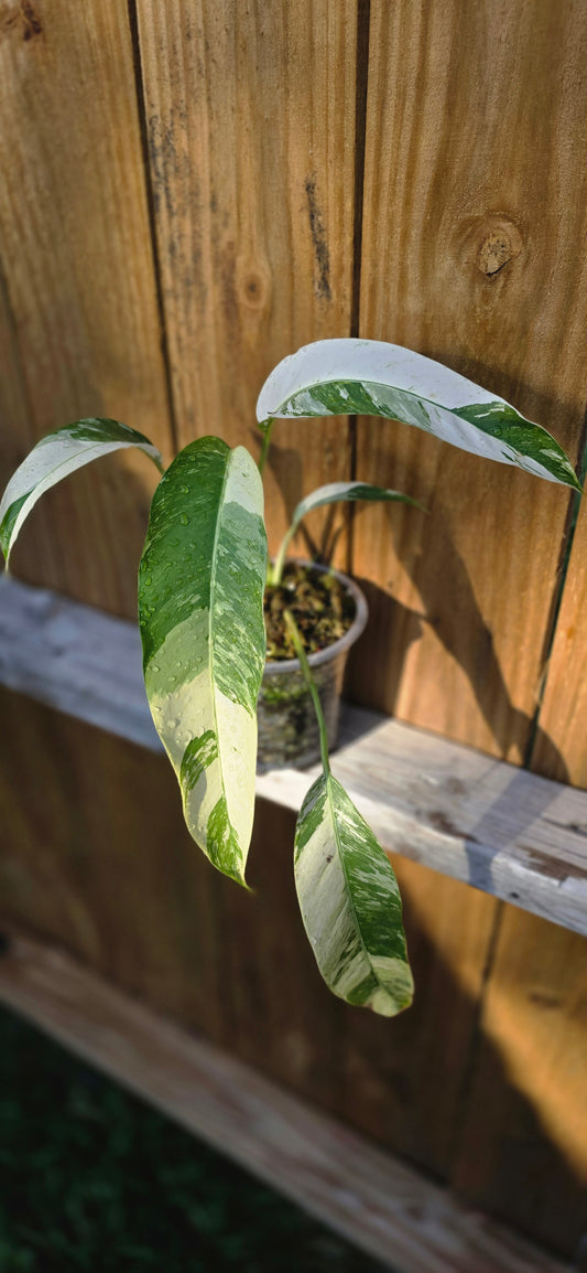 Albo / Tri-color Epipremnum Giganteum