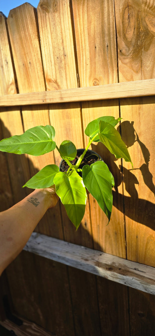 Mystery Philodendron (Giganteum, williamsii? Idk lol)