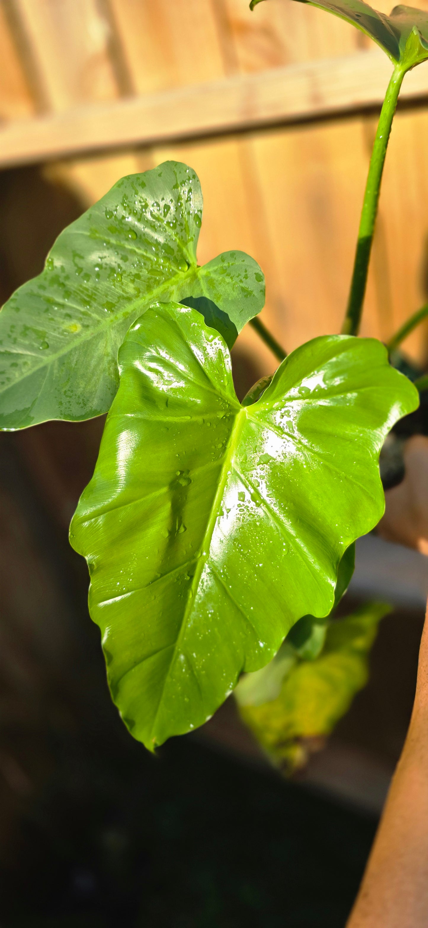 Mystery Philodendron (Giganteum, williamsii? Idk lol)